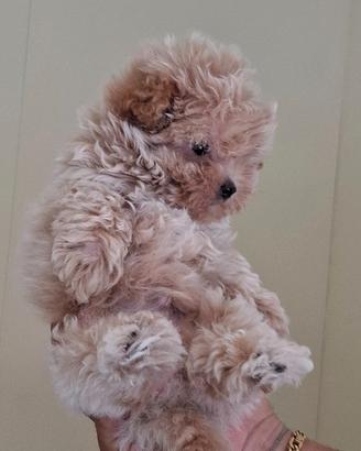 Maltipoo mini toy colore beige