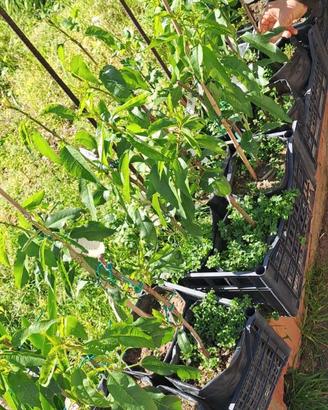 Piante di mandorla dolce  a buccia morbida