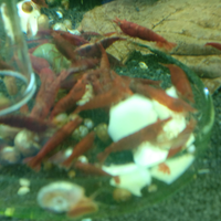 Caridine selezionate