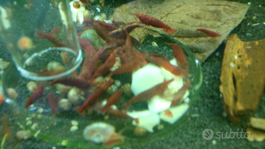 Caridine selezionate