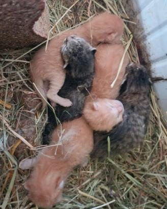 Cuccioli a disposizione