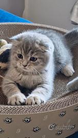 Scottish Straigt/Fold Blue Tabby