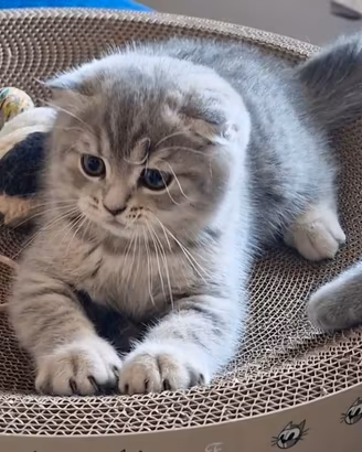 Scottish Straigt/Fold Blue Tabby