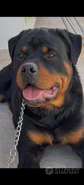 Rottweiler 10 mesi Pedigree Rosa