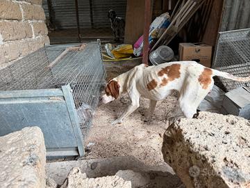 Pointer inglese maschio/femmina
