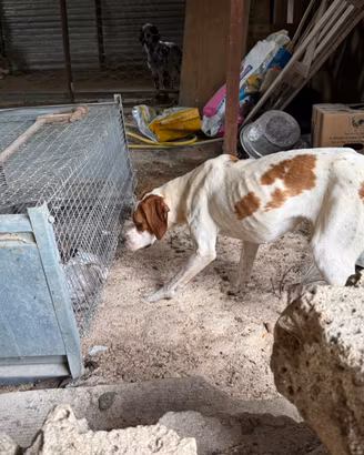 Pointer inglese maschio/femmina