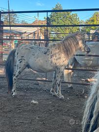 Pony appalosa