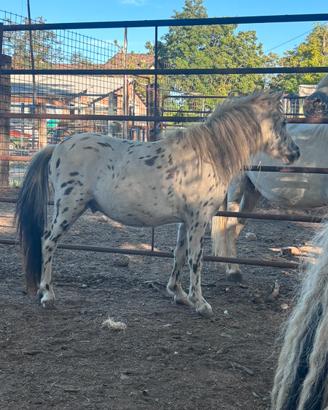 Pony appalosa