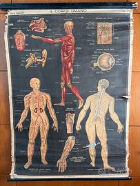 Tavole/poster telate vintage Il Corpo Umano