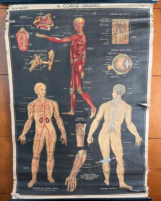 Tavole/poster telate vintage Il Corpo Umano