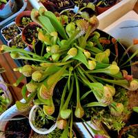 Sarracenia Psitaccina (Pianta Carnivora)