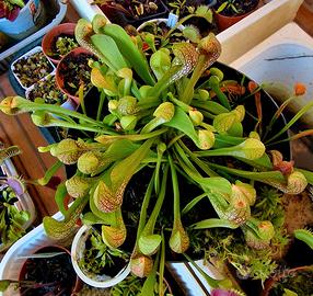 Sarracenia Psitaccina (Pianta Carnivora)