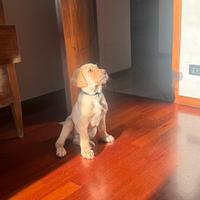 Cucciolo di Labrador maschio