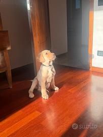 Cucciolo di Labrador maschio