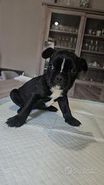 Bulldog francese nera