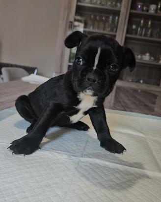 Bulldog francese nera