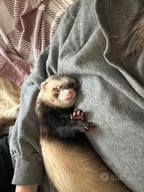 Do in buone mani furetto