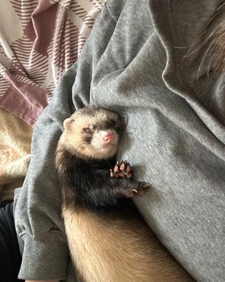 Do in buone mani furetto