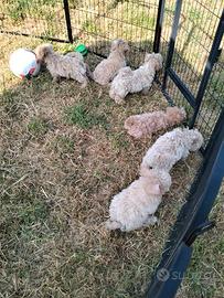 Cuccioli Maltipoo Nostro Allevamento