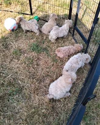 Cuccioli Maltipoo Nostro Allevamento