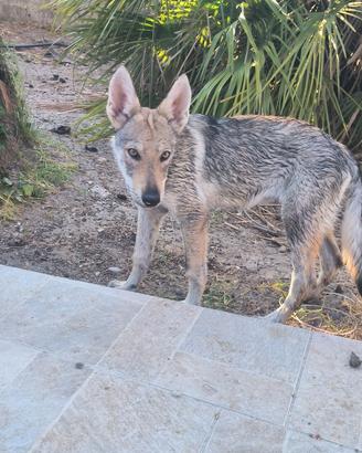 Cucciole Cane Lupo Cecoslovacco con Pedigree ENCI