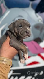 Cucciola di American Pitbull Terrier