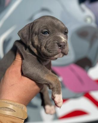 Cucciola di American Pitbull Terrier