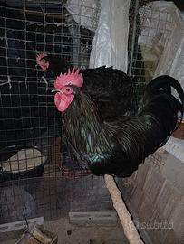 Coppia australop