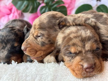 Bassotto vari colori