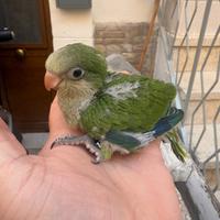 Pulli parrocchetti monaco