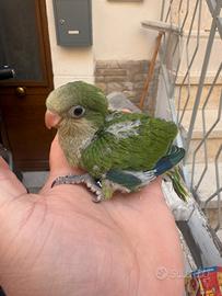 Pulli parrocchetti monaco