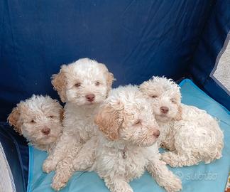 Cuccioli di lagotto romagnolo bianchi