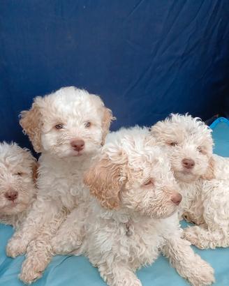 Cuccioli di lagotto romagnolo bianchi