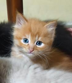 Gattino rosso pelo lungo