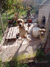 Cuccioli simil labrador in adozione ,di 30 giorni