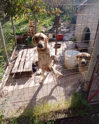 Cuccioli simil labrador in adozione ,di 30 giorni