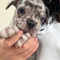 Bulldog francese merle