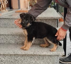 Cuccioli di pastore tedesco