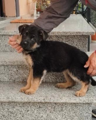 Cuccioli di pastore tedesco