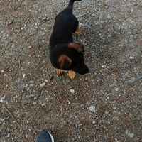 Cucciola di pastore tedesco