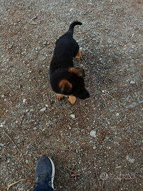 Cucciola di pastore tedesco