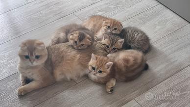 Cuccioli scottish fold/straight