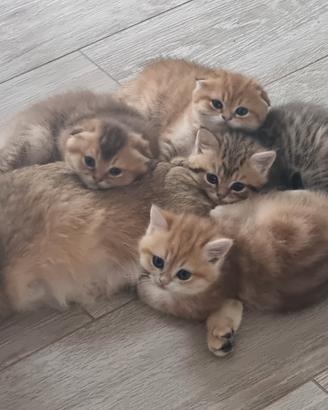 Cuccioli scottish fold/straight