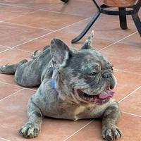 Bulldog francese
