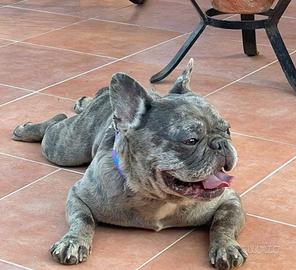 Bulldog francese