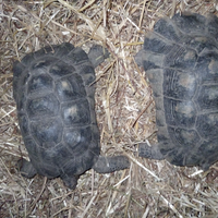 Tartarughe di terra Testudo Marginataa anno 2012