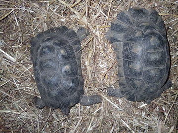 Tartarughe di terra Testudo Marginataa anno 2012