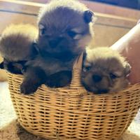 Spitz di pomerania nano