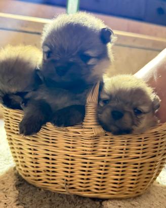 Spitz di pomerania nano