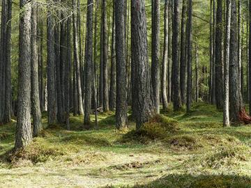 Terreno boschivo a Monte Giovo, Besagno